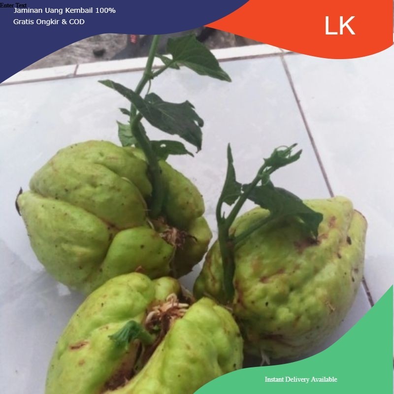 Bibit labu siam/bibit sayuran/kualitas labu siam super besar/labu jepang/bibit pilihan