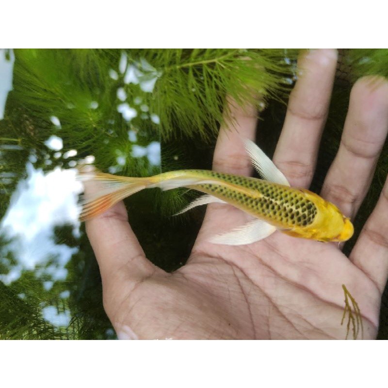 Paket 5 ekor ikan koi kumpay/slayer gondrong2 size 10-14cm