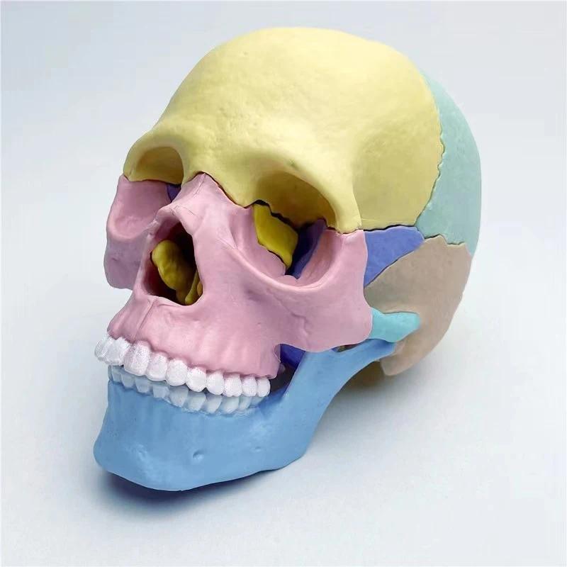 17 Parts 4D Anatomy Moodel Life-sized Colored Human Anatomy Head Skull Toy Assembly Oral Teaching Me