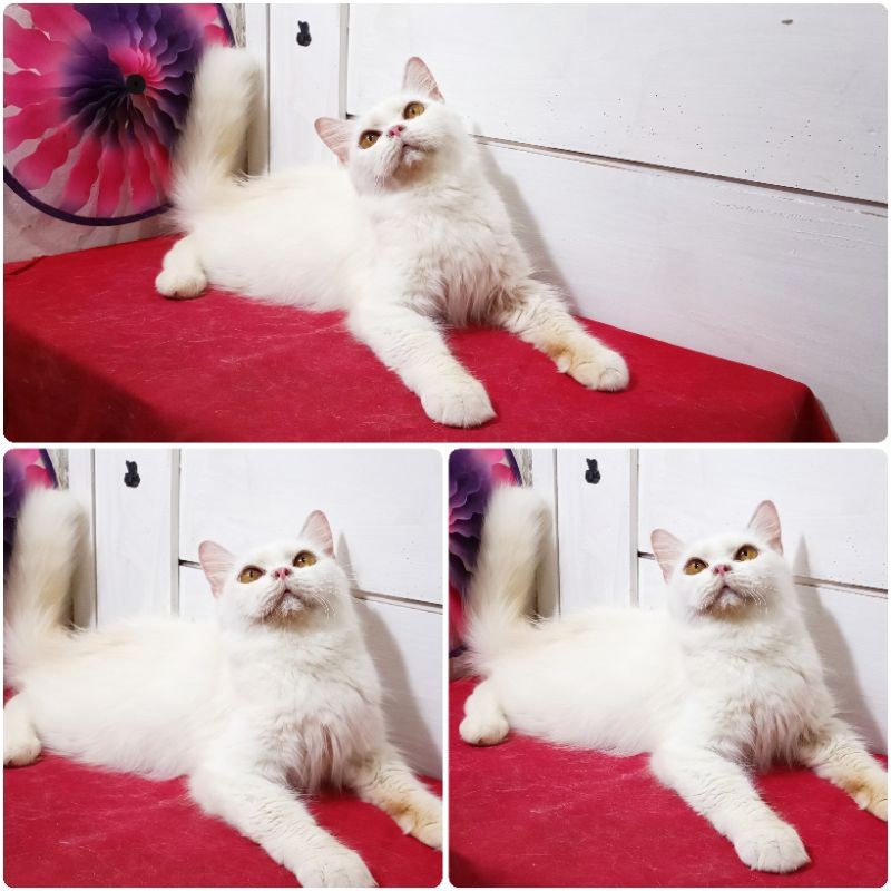 Kucing Persia Putih Polos |Free Ongkir |Keranjang