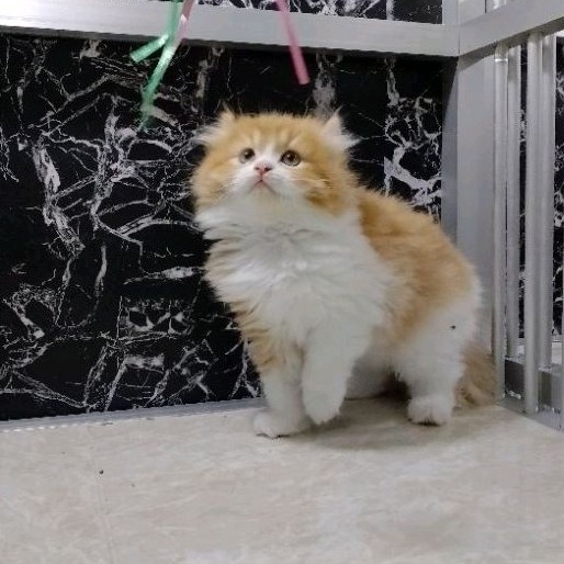 (BISA COD) KUCING PERSIA KITTEN/KUCING PEAKNOSE/KUCING PERSIA/KUCING HIMALAYA/KUCING ABU