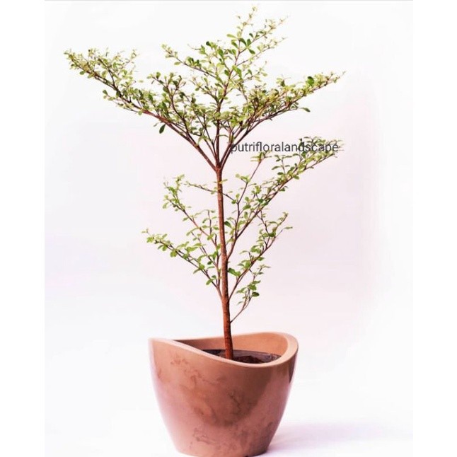 Pohon Ketapang Kencana Ukuran (1meter-+) - Tanaman Ketapang kencana