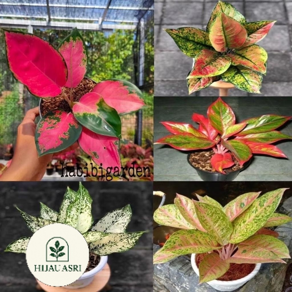 ( Hijau Asri ) paket 5 Bibit Tanaman hias Aglonema dud Anja, bigroy, venus, butterfly, kocin, snow w