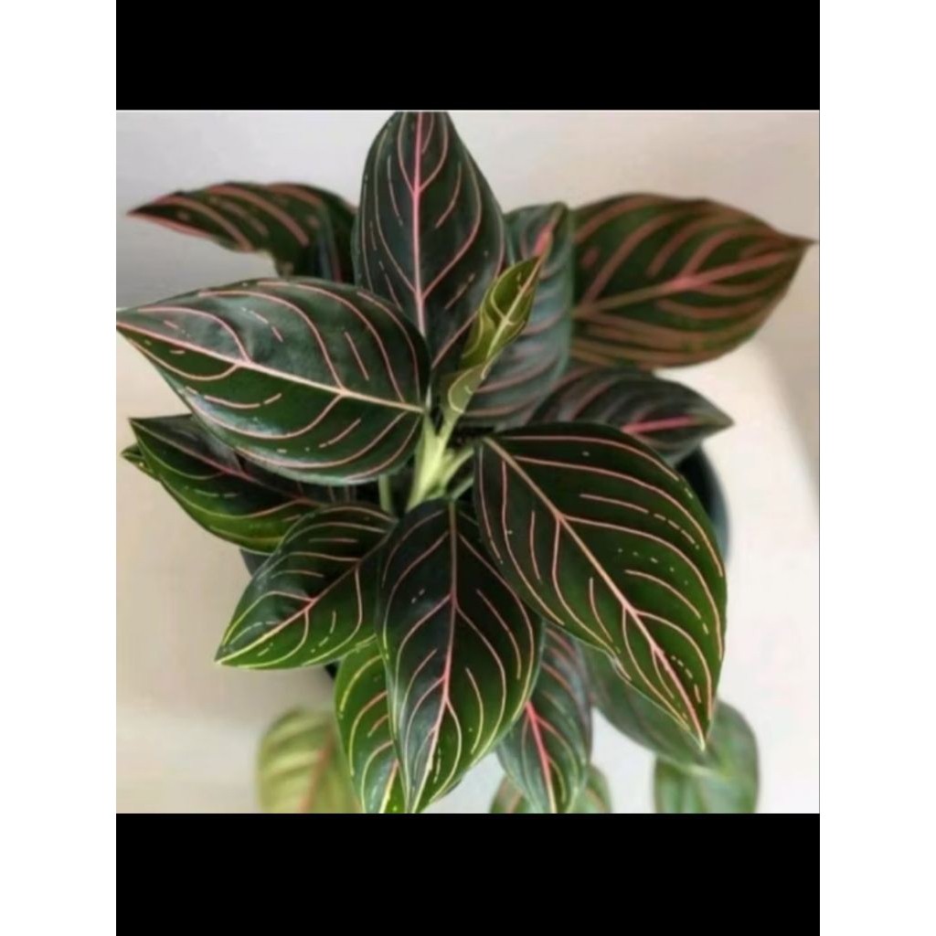 Aglonema Rotundum Tiger - Tanaman Hias Aglonema Rotundum Tiger