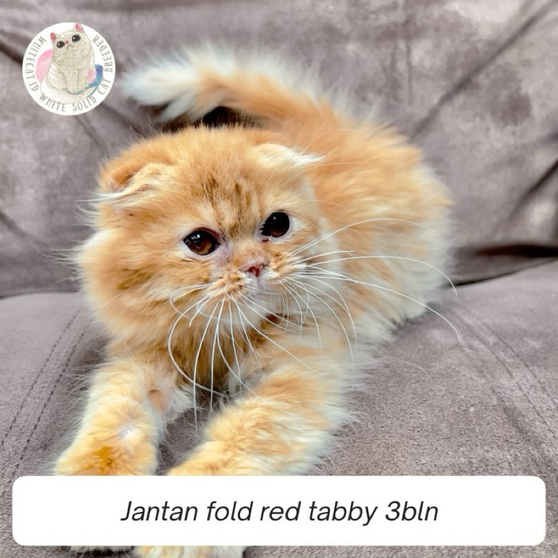 Kucing kaki pendek bulu kapas telinga lipat british persia ragdoll flatnose ragamuffin kitten scotti