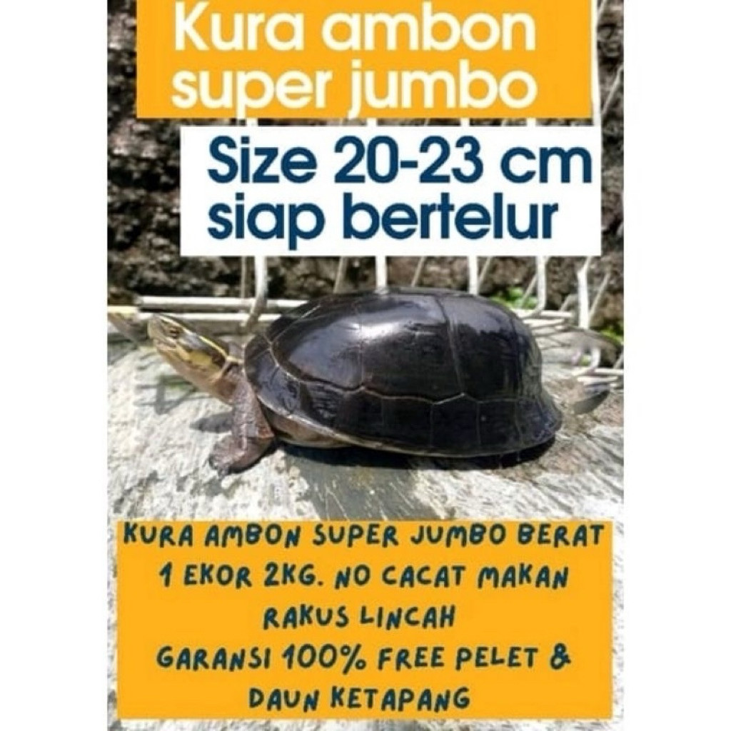 KAYDEN STORE Hiasan Kolam Ambon Batok Jumbo 20 cm
