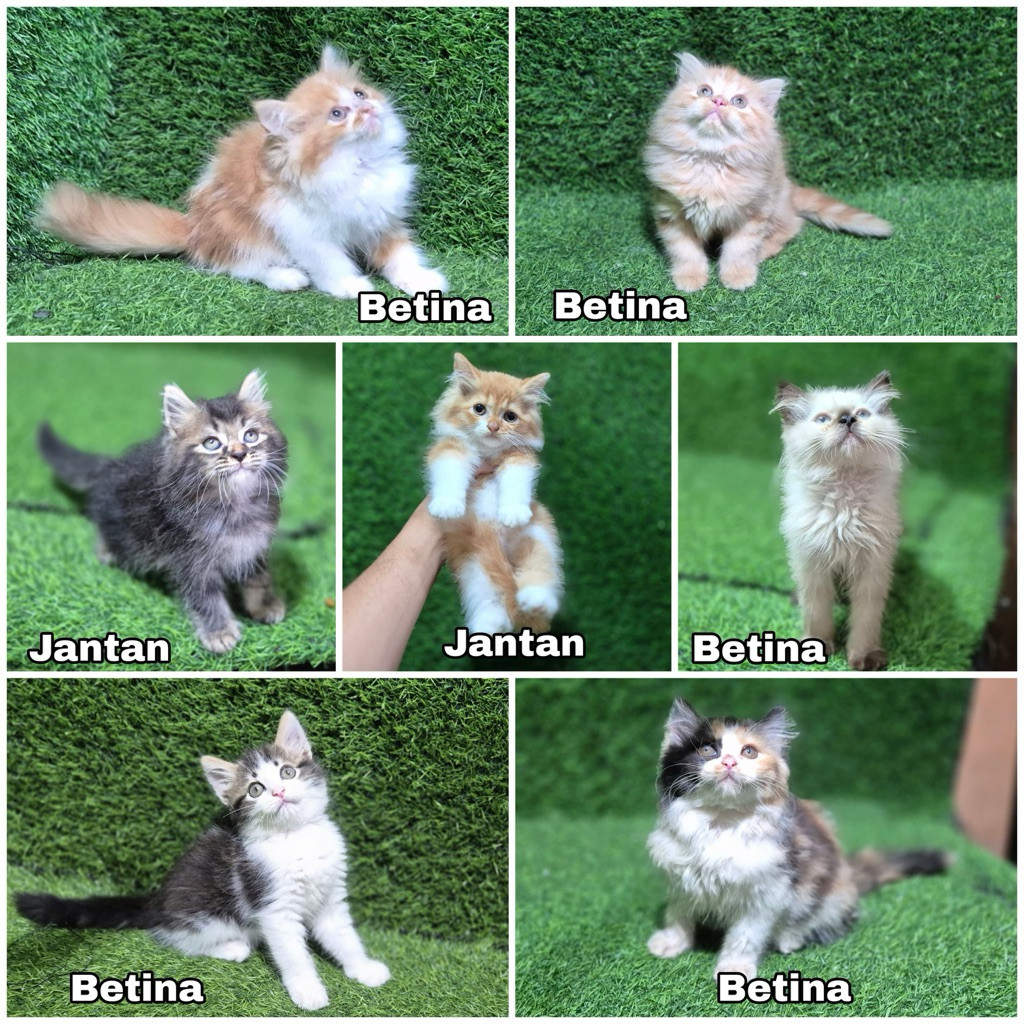 Anakan Kucing Persia Sehat Lincah Siap Adopsi