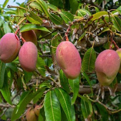 BIBIT / POHON MANGGA MIYAZAKI OKULASI CEPAT BERBUAH FREE PUPUK
