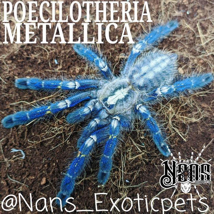 TARANTULA POECILOTHERIA METALLICA | GOOTY SAPPHIRE TARANTULA | ~NANS EXOTICPET`S~ - ADULT FEMALE