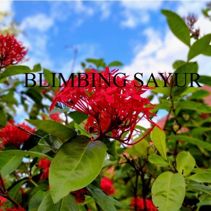 tanaman hias asoka hawai merah - soka daun besar