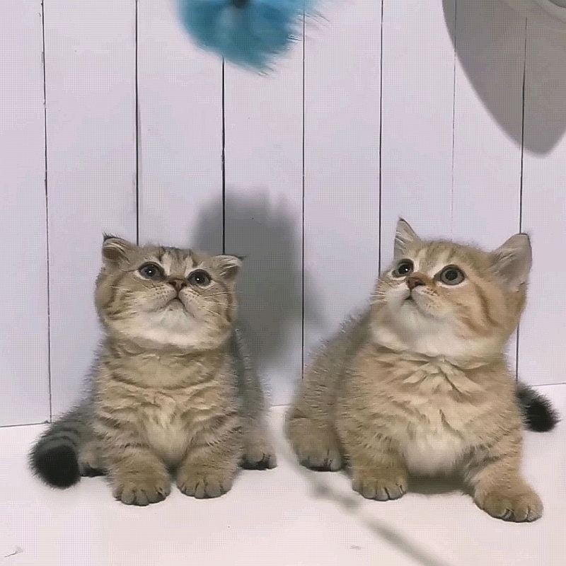 Munchkin Gaelic BSH Betina