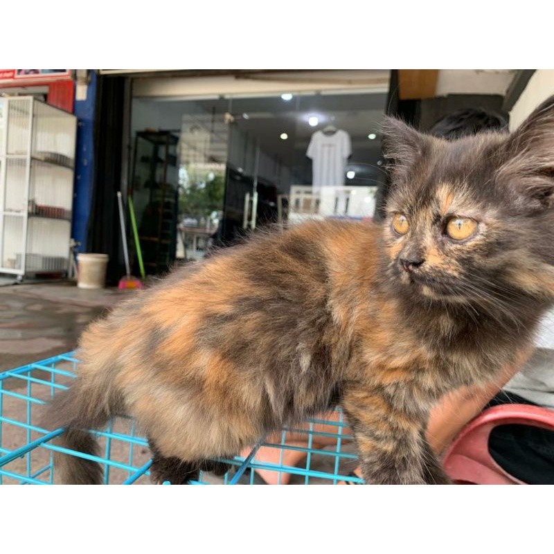 kucing persia umur 3 bulan