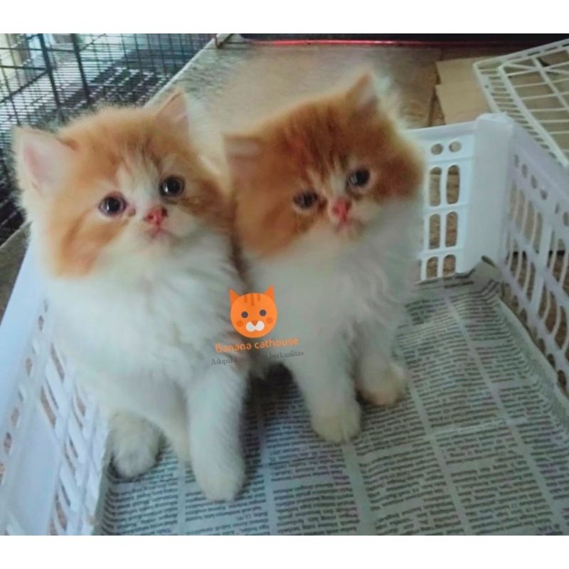 kucing flatnose Oren putih