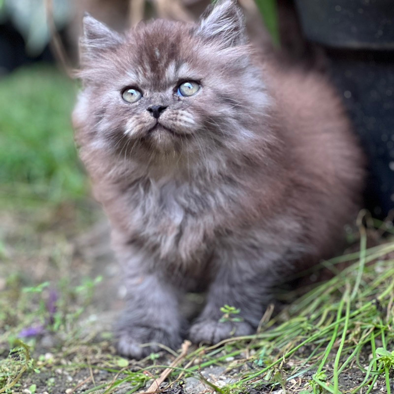 vitamin kucing flatnose