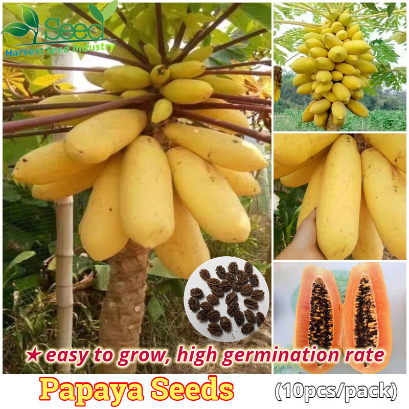 Dwarf Papaya Seeds (30Pcs Per Pack) Heirloom Variety Papaya Bonsai benih buah buahan Organic Red Lad