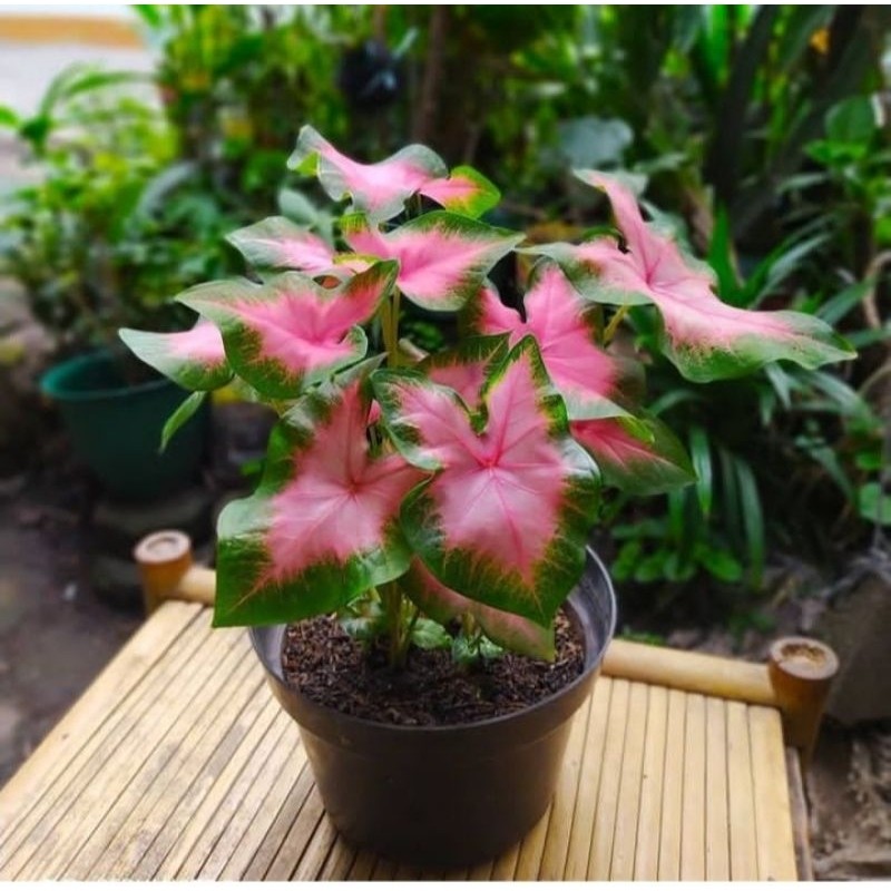 Tanaman Keladi Pink Love - Caladium - Keladi - Tanaman Hias Keladi Pink Love