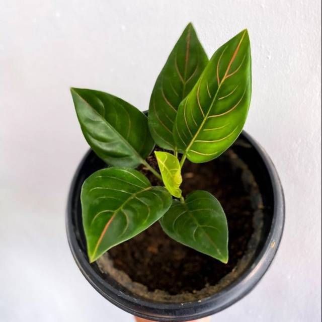 Tanaman Aglonema Rotundum Tiger - Bibit Aglonema Rotundum - Aglonema Remaja Rotundum Tiger