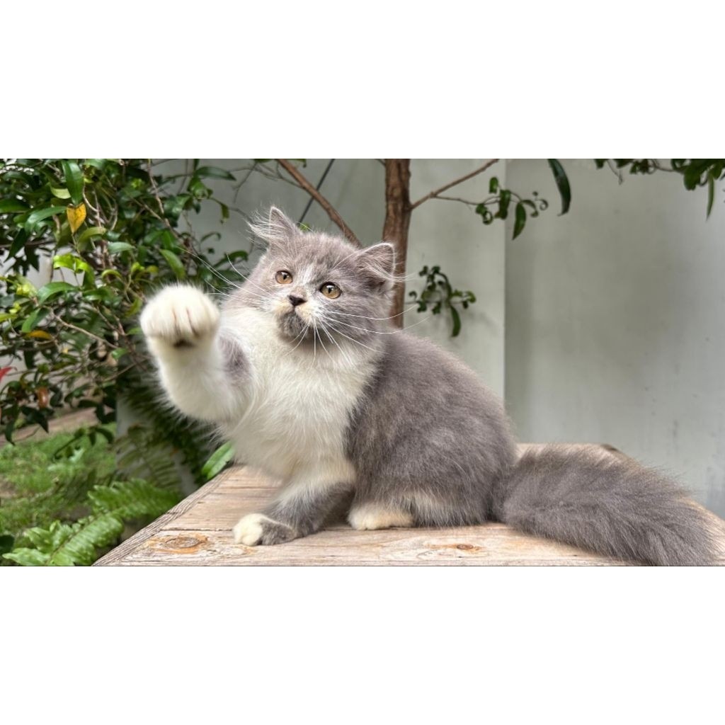 KUCING PERSIA MEDIUM BETINA 3 BULAN BICOLOR BLUE