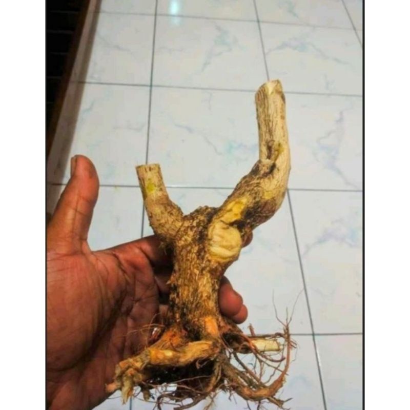 Promo DONGKELAN BONSAI WAHONG  GUNUNG 12K Raja Bonggol