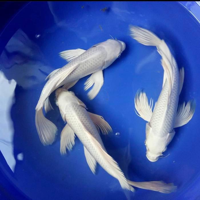 Ikan koi blitar platinum slayer ISI 3 PCS SIZE 15-18 CM