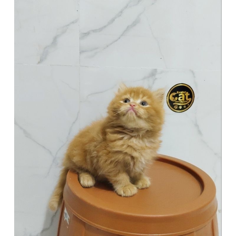 kucing persia muchkin oren