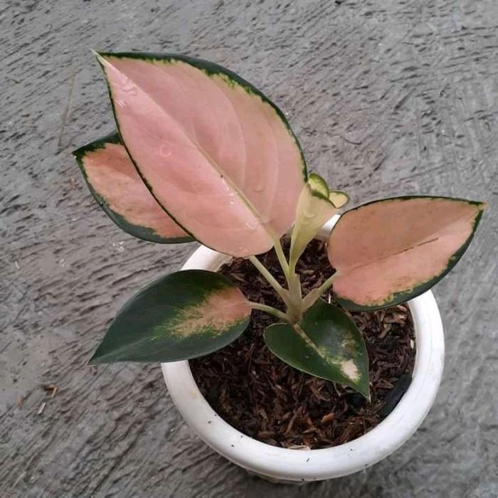 bonggol aglonema kocin sutra