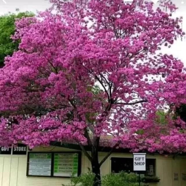 Tanaman Hias Tabebuya Pink 1 meter Lebih Rimbun