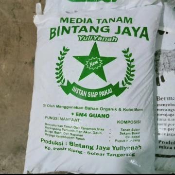 paket palem merah 2 meter + palem kol+ palem kuning+ bambu kuning+ pupuk media tanam