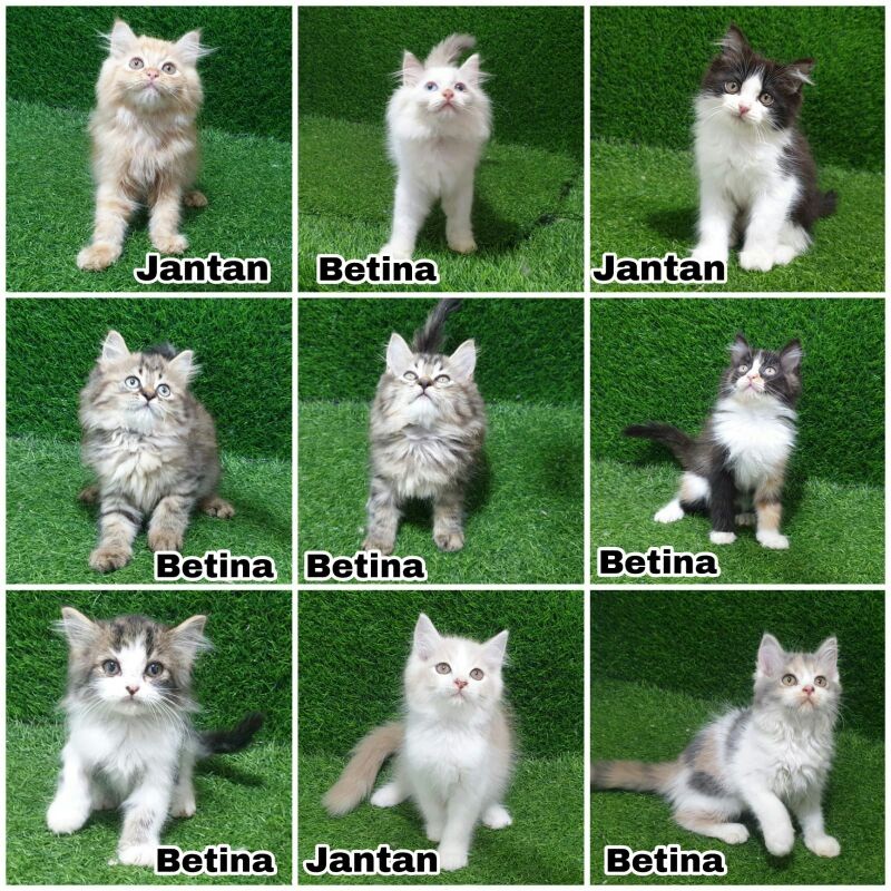 adopsi anakan kucing persia kiten bulu kapas shother longhair longher angora anggora mata biru mata 