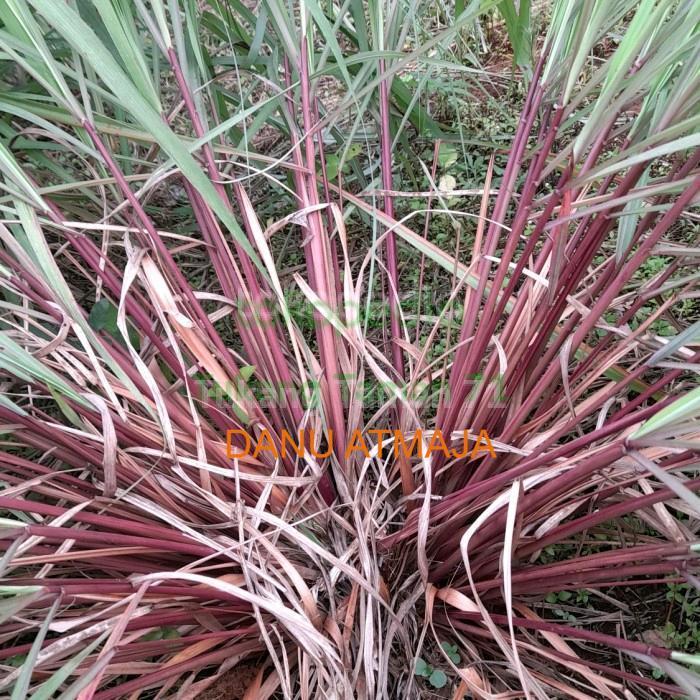 SEREH MERAH SEREH WANGI (1 kg sereh wangi/sereh merah