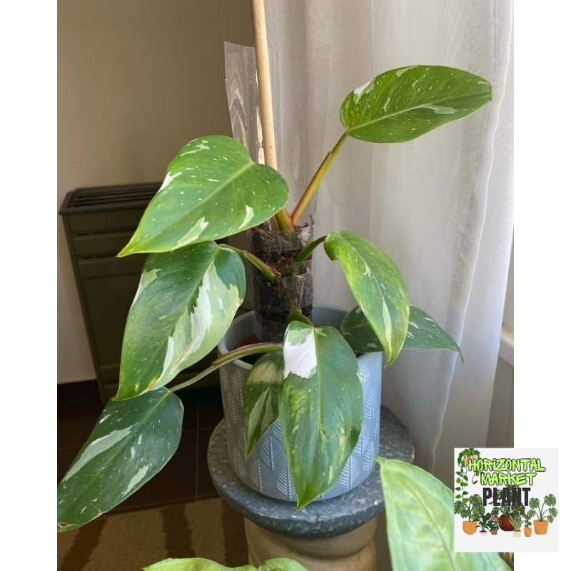 Philodendron White Princess / Philo witt princes / pilo wp variegata