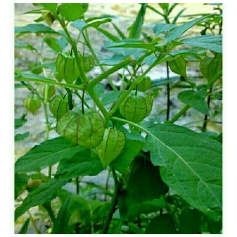 Promo Daun Ciplukan Segar 1 Kg / Daun Buah Ciplukan / Daun batang akar buah ciplukan / Daun cecenet 