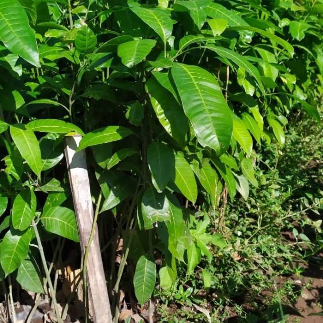 Bibit Mangga harum manis Seedling Super Subur