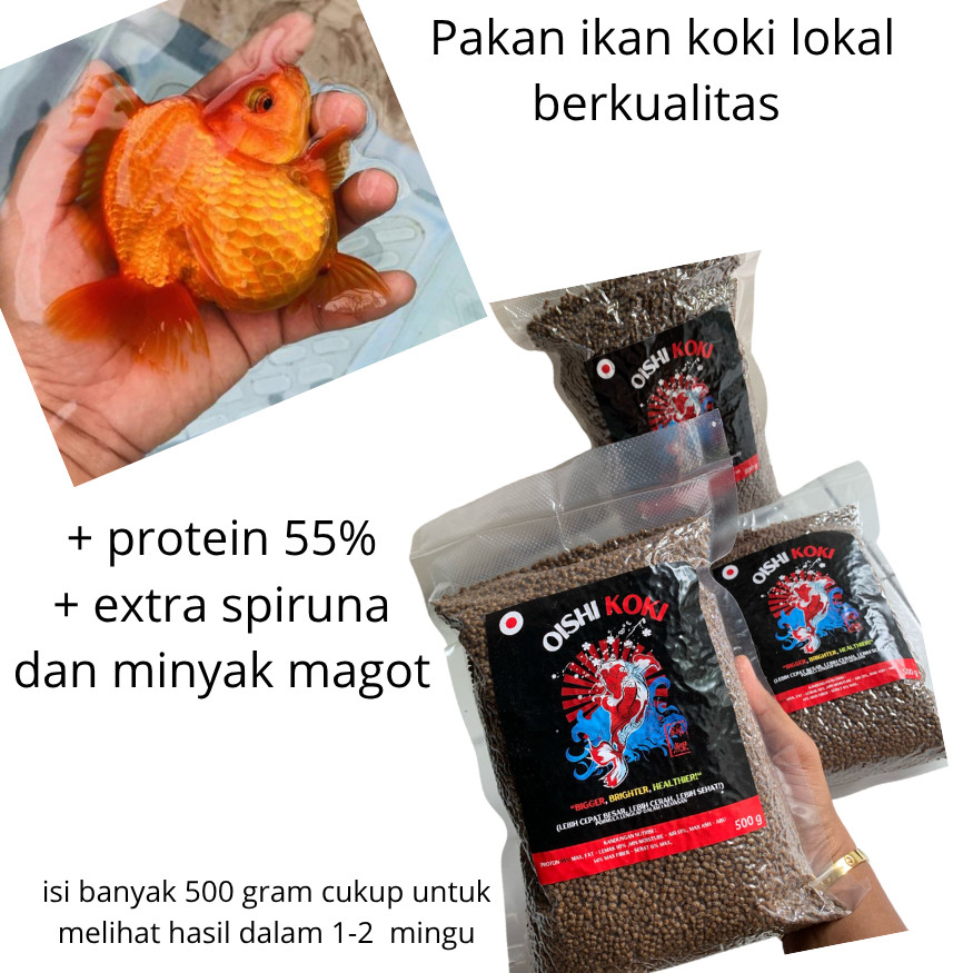 pelet ikan mas koki protein tinggi untuk warna dan bulqi