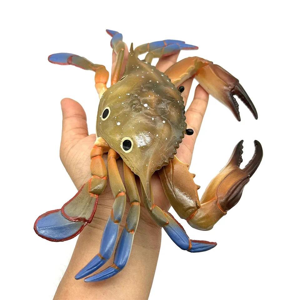 Simulation Marine Molluscs Model Simulation Squid Octopus Growth Cycle Action Figure Sealife Animal 