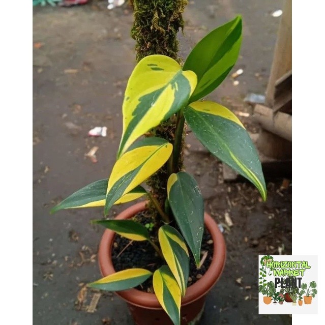 Scindapsus Coreaceus Varigata Yellow Tanaman Hias