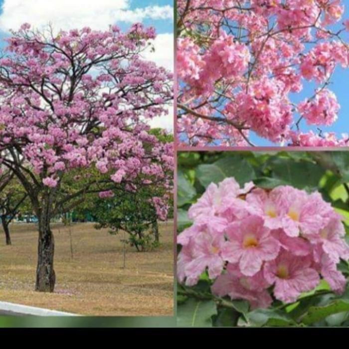 tanaman bunga tabebuya 2 meter/ tabebuya bunga pink