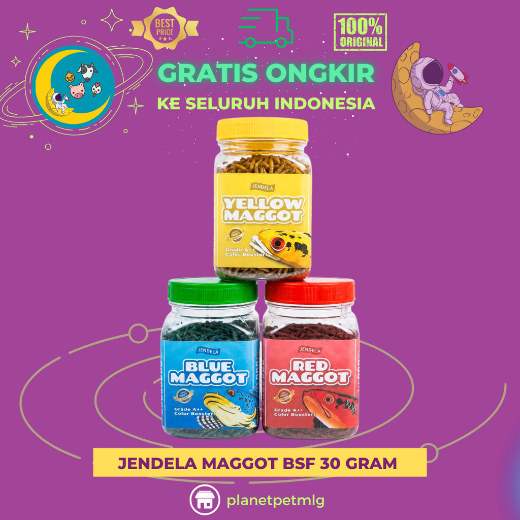 JENDELA MAGGOT BSF KERING ALL COLOUR 30 GRAM GRADE A++ - Pakan Ikan Ukuran Besar Untuk Ikan Channa O