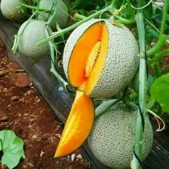 20 BENIH MELON MADU - MELON