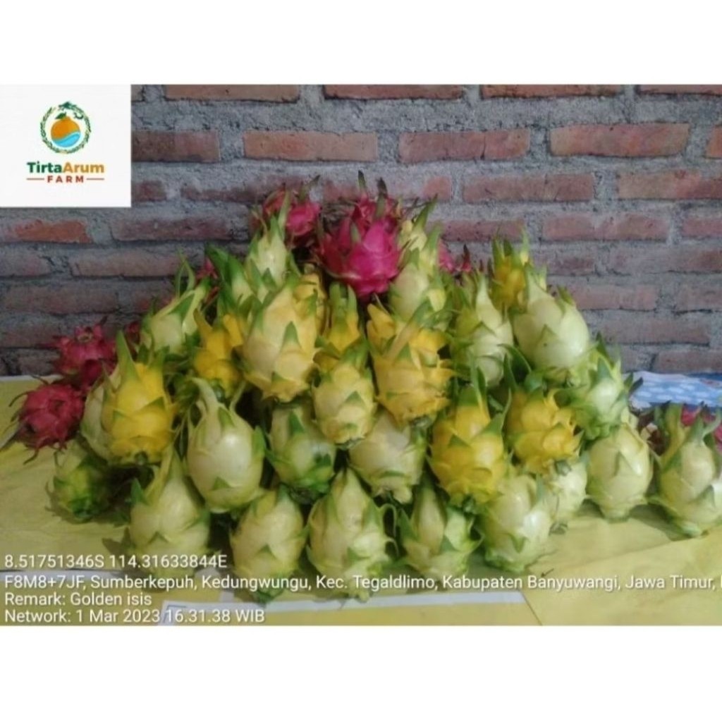 buah naga kuning golden Banyuwangi