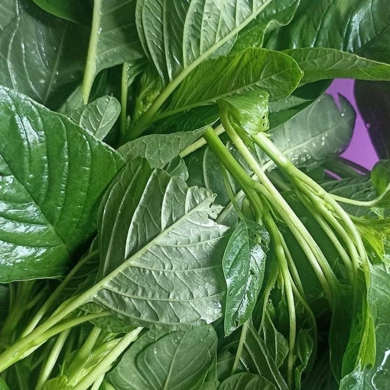 READY!! BIBIT BAYAM PETIK ️ 1000 BENIH ️