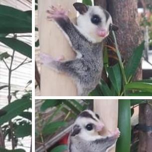 Ready sugar glider white face