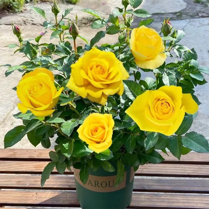 Mix 50benih Colorful Rose Seeds kuning MAWAR hidup benih bunga warna warni Assorted Flower Seeds for