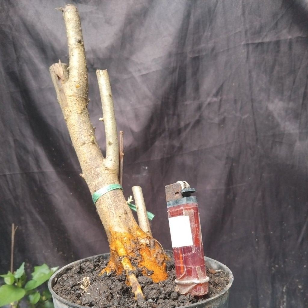 Promo Bahan Bonsai Dongkelan Sisir Kaliage Small Medium Size informal Slanting real pick, The Maxx 3