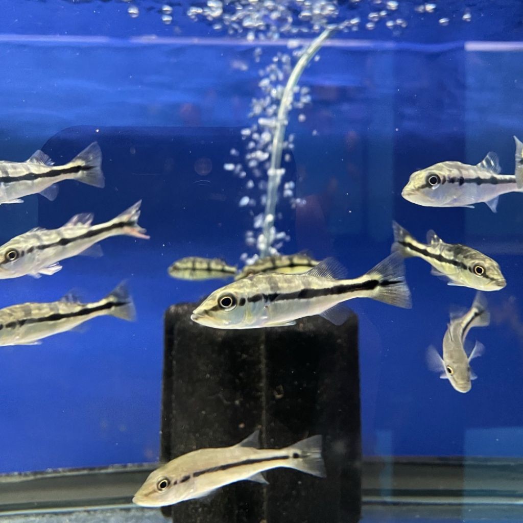 diskon pbass azul 5-6 cm