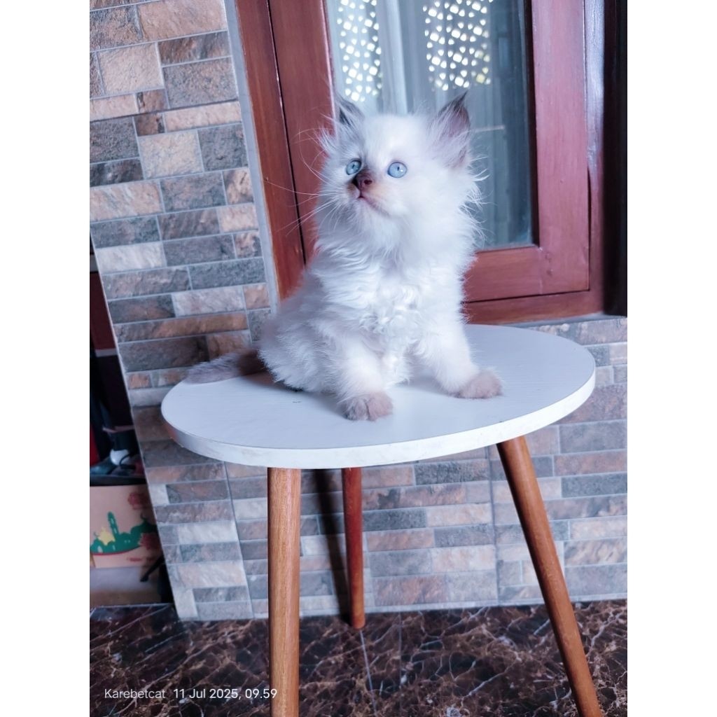kucing persia Himalaya muchkin