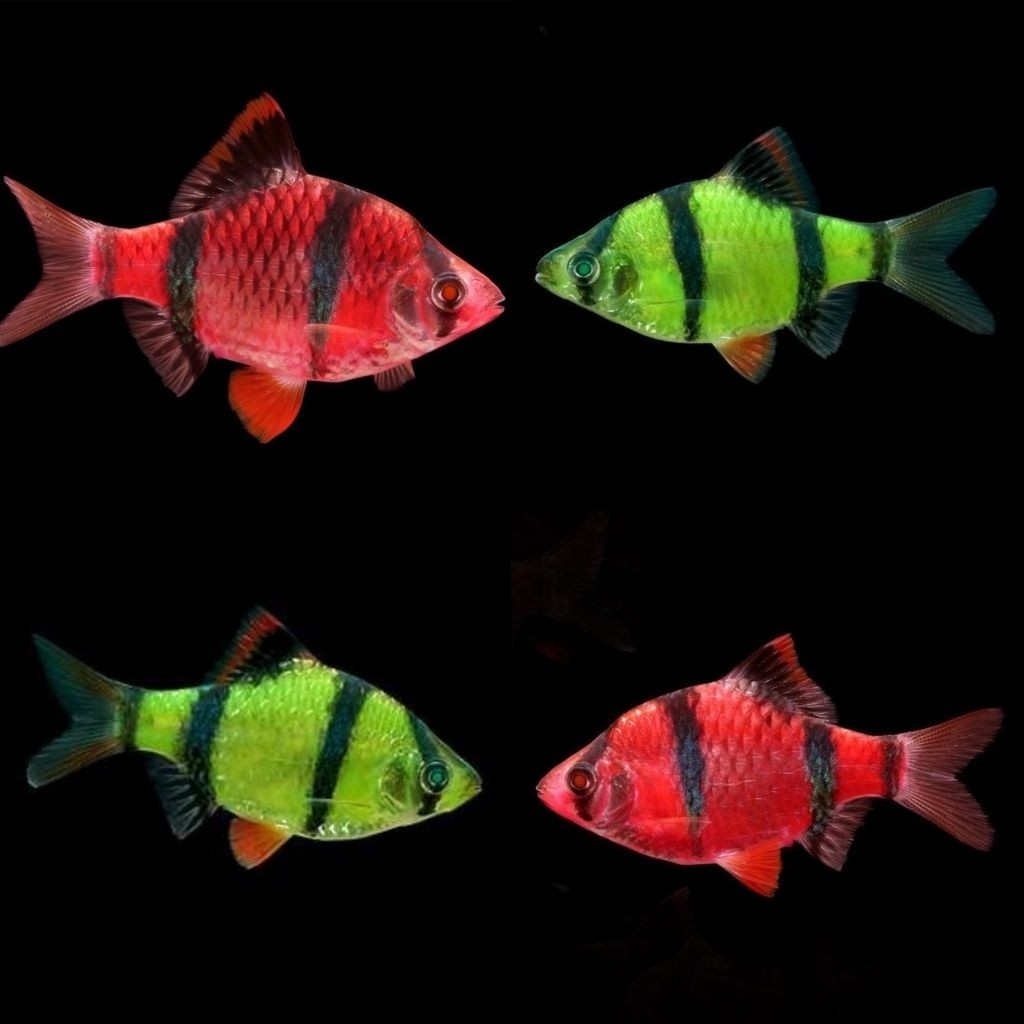 [perekor] Ikan Hias Tiger Glofish Barb Hijau Pink Hiasan Aquarium