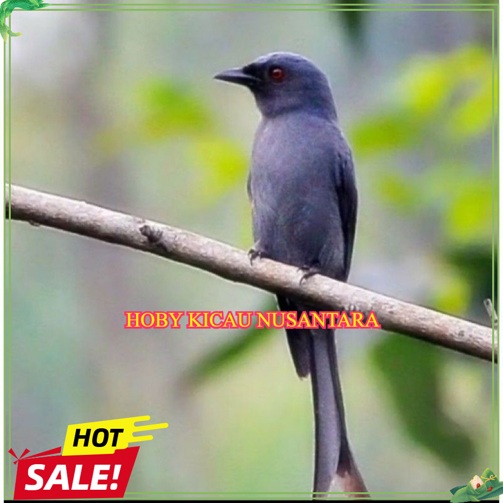 Burung srigunting Abu sri guntung klawu masteran handal