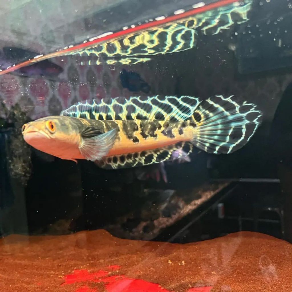 Garansi Channa Maru Ys Fin Batik Size 14-16Cm Sortiran Bar Rapih,Channa Maru Ys Fin Batik Atau Maru 