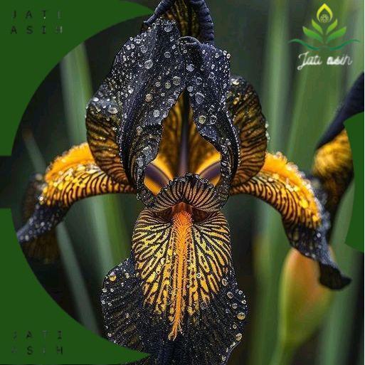 Tanaman Hias Anggrek Dendrobium Black Jack Siap Berbunga - Pot Plastik/Polibag dengan Tanah